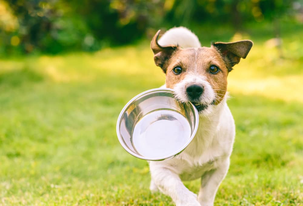 Beste drinkfontein voor je hond