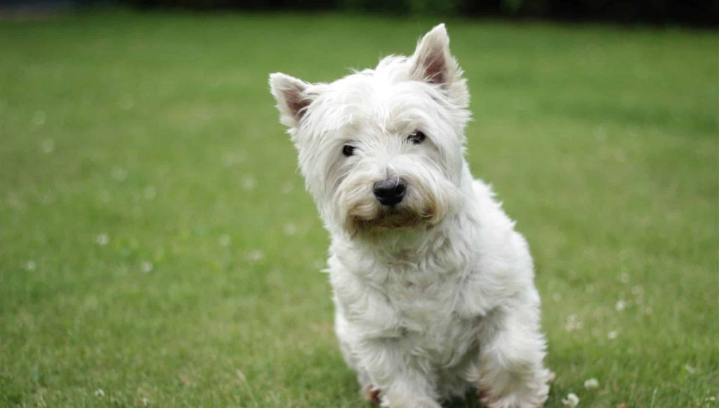 westh highland white terrier