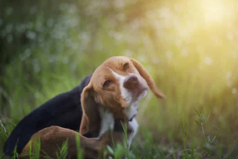 muggen bij honden