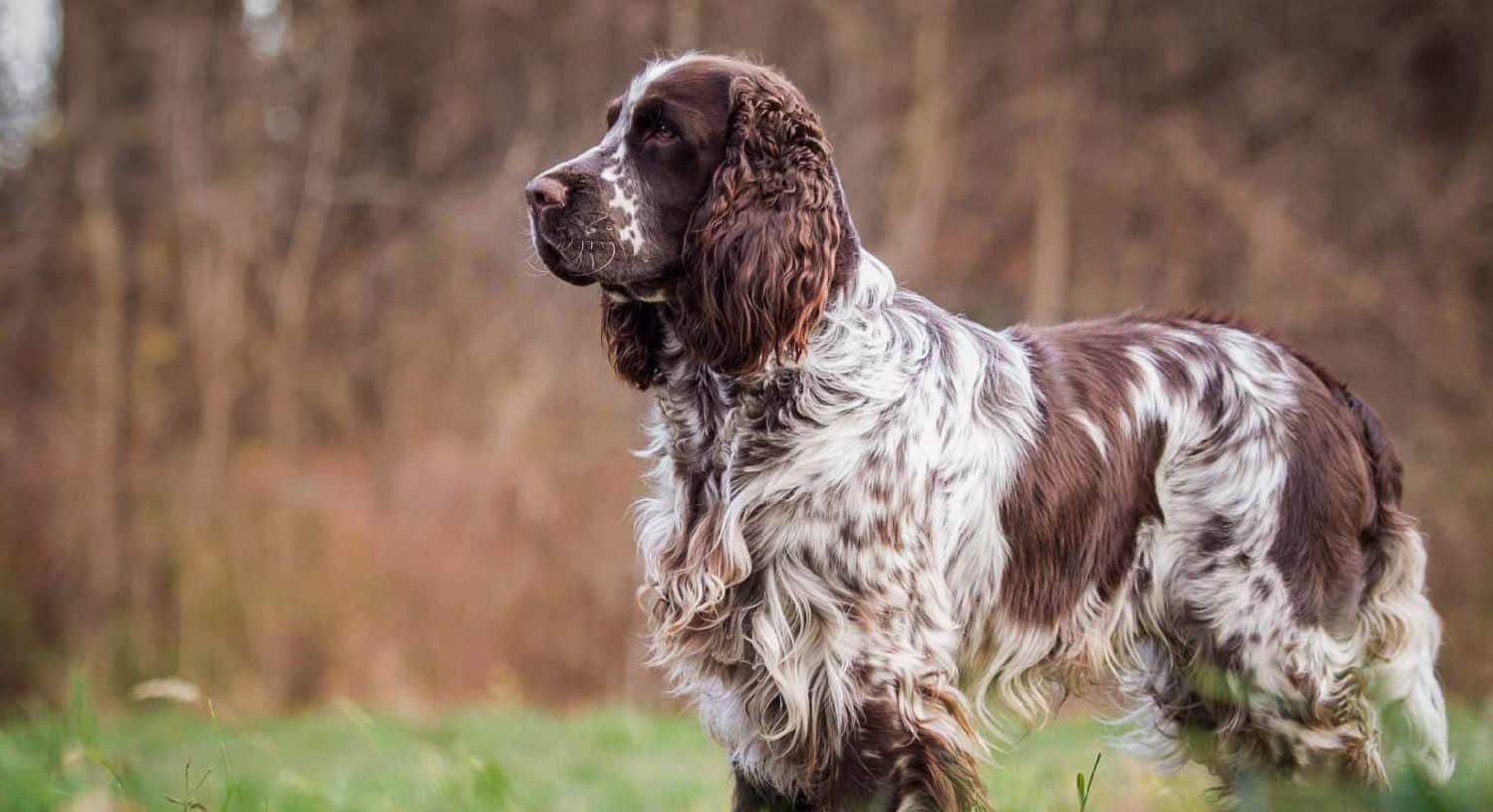 Engelse springer spaniël Alles over honden 🐶