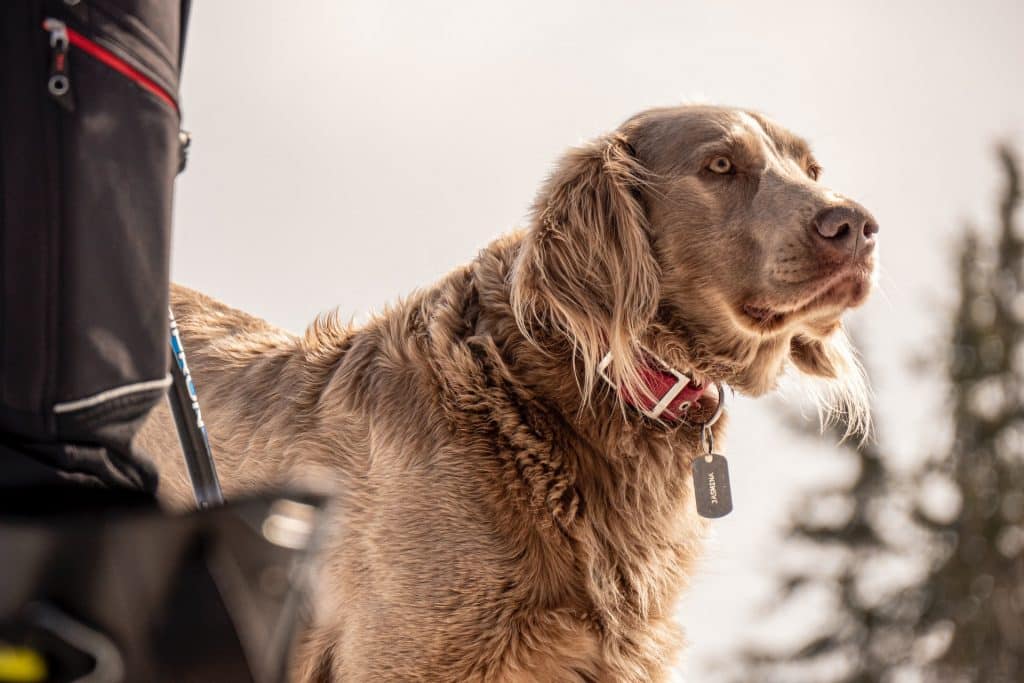 honden losloop gebieden