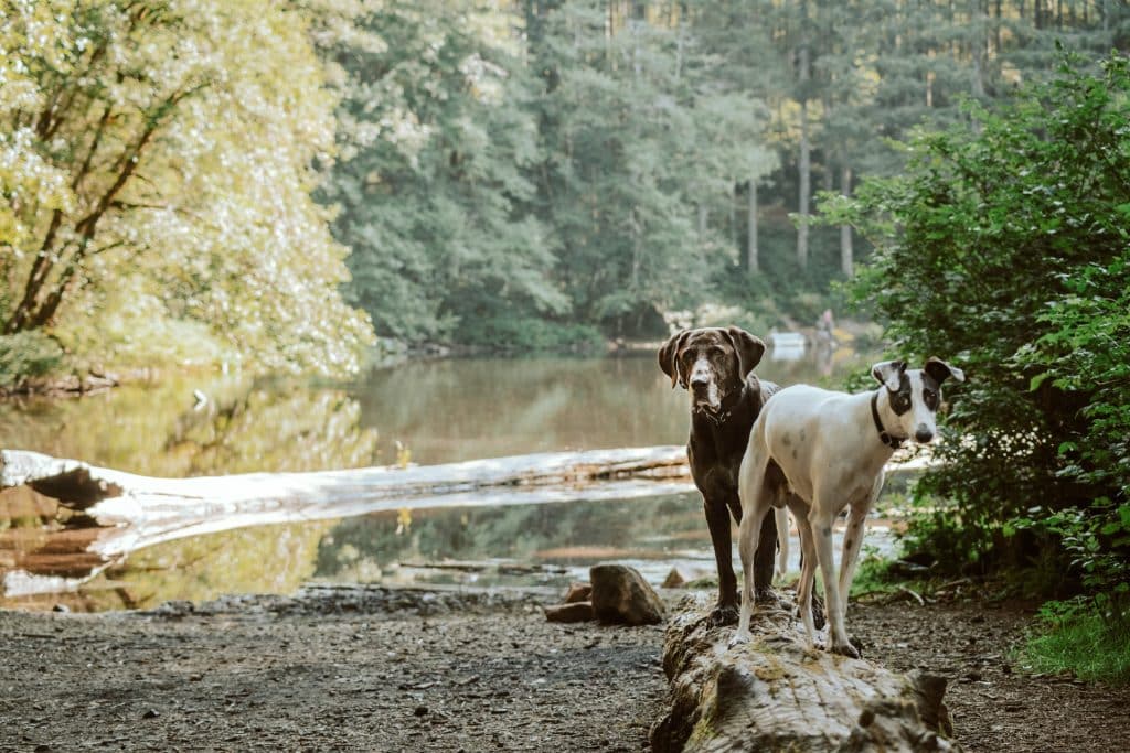 honden losloop gebieden