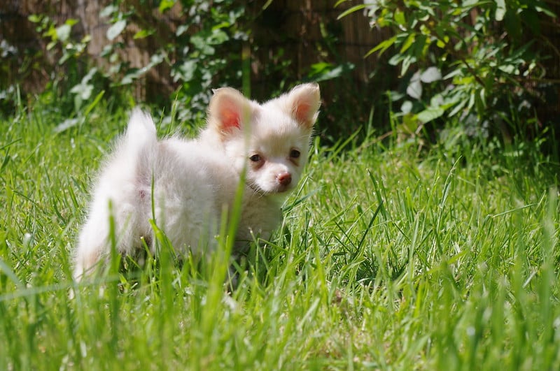 Pomchi Alles over honden 🐶