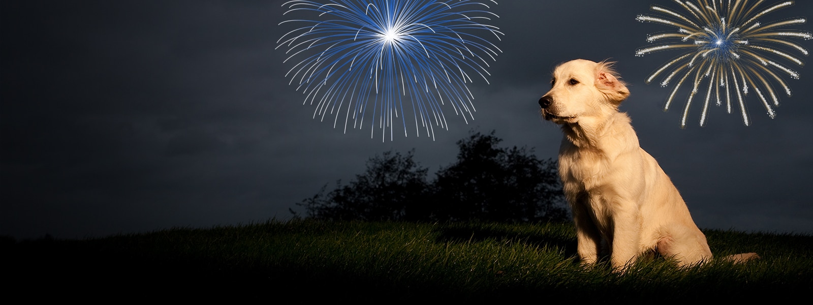 vuurwerk hond