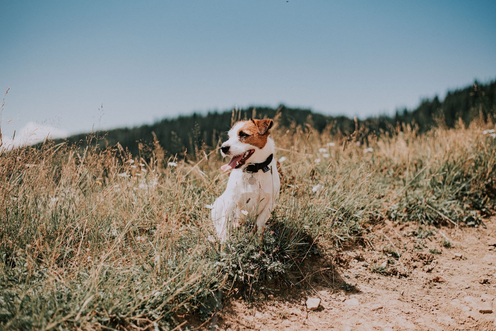 waarom blaffen honden