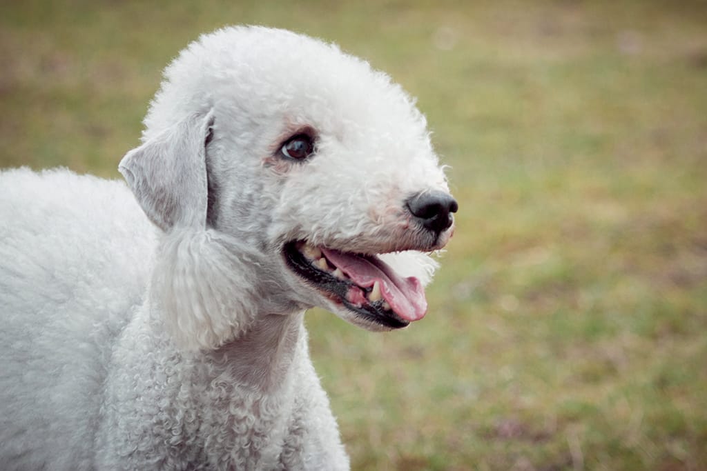 Bedlington Terrier hond