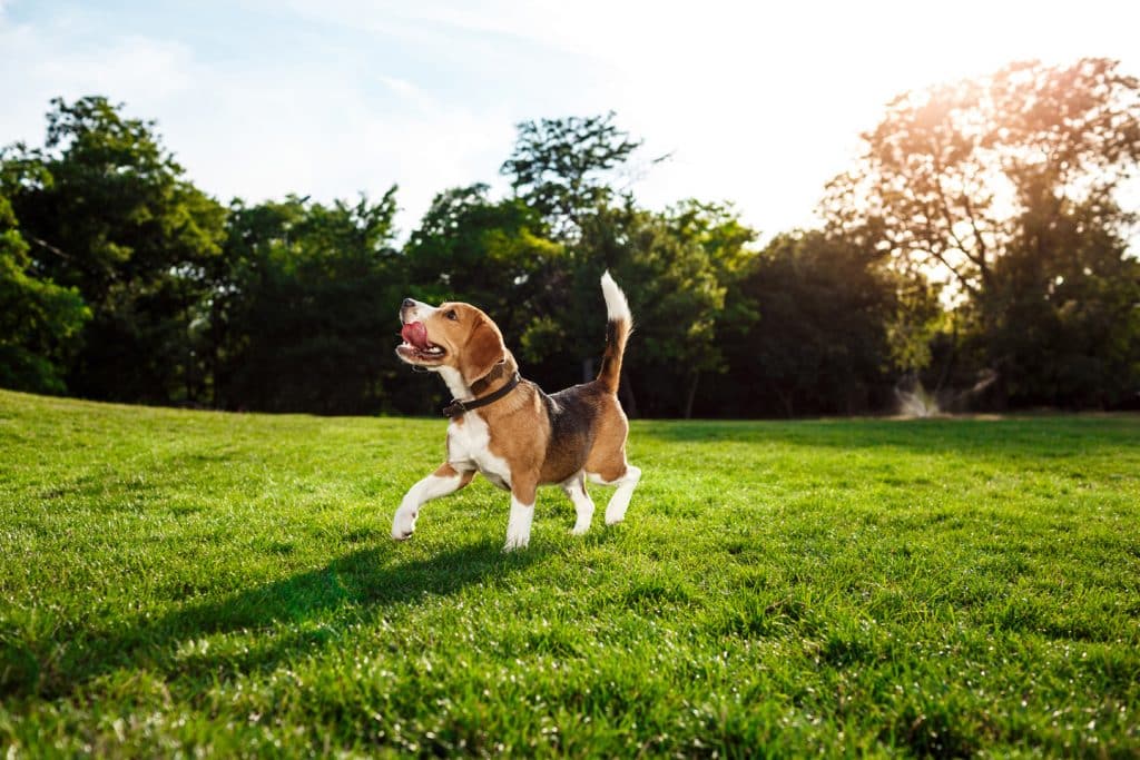 beagle hondenras