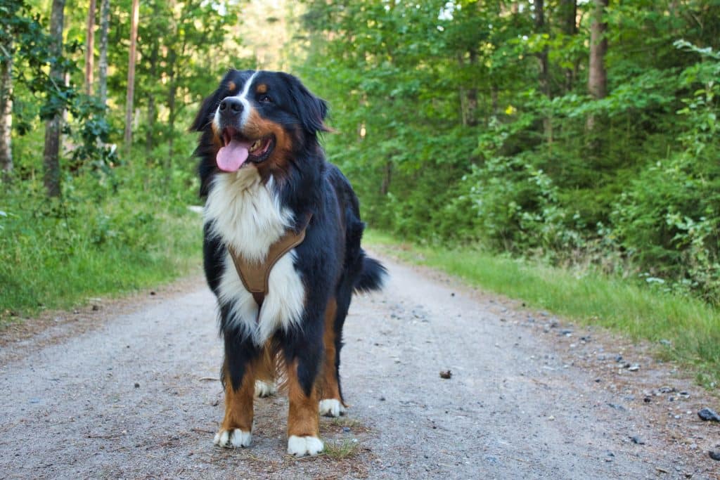 berner sennen