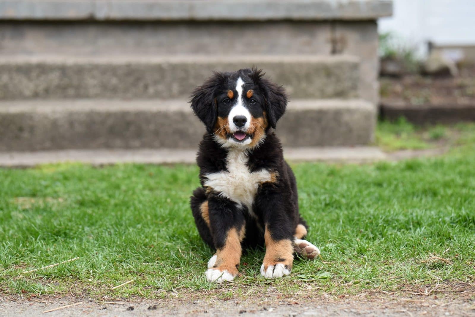 Berner Sennen: Dit moet je weten - Alles over honden