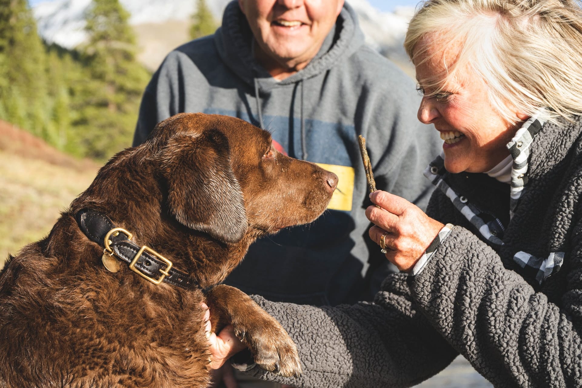 hond begraaft bot