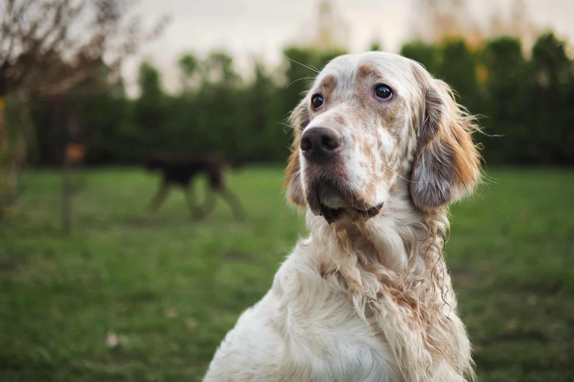 hond in bos