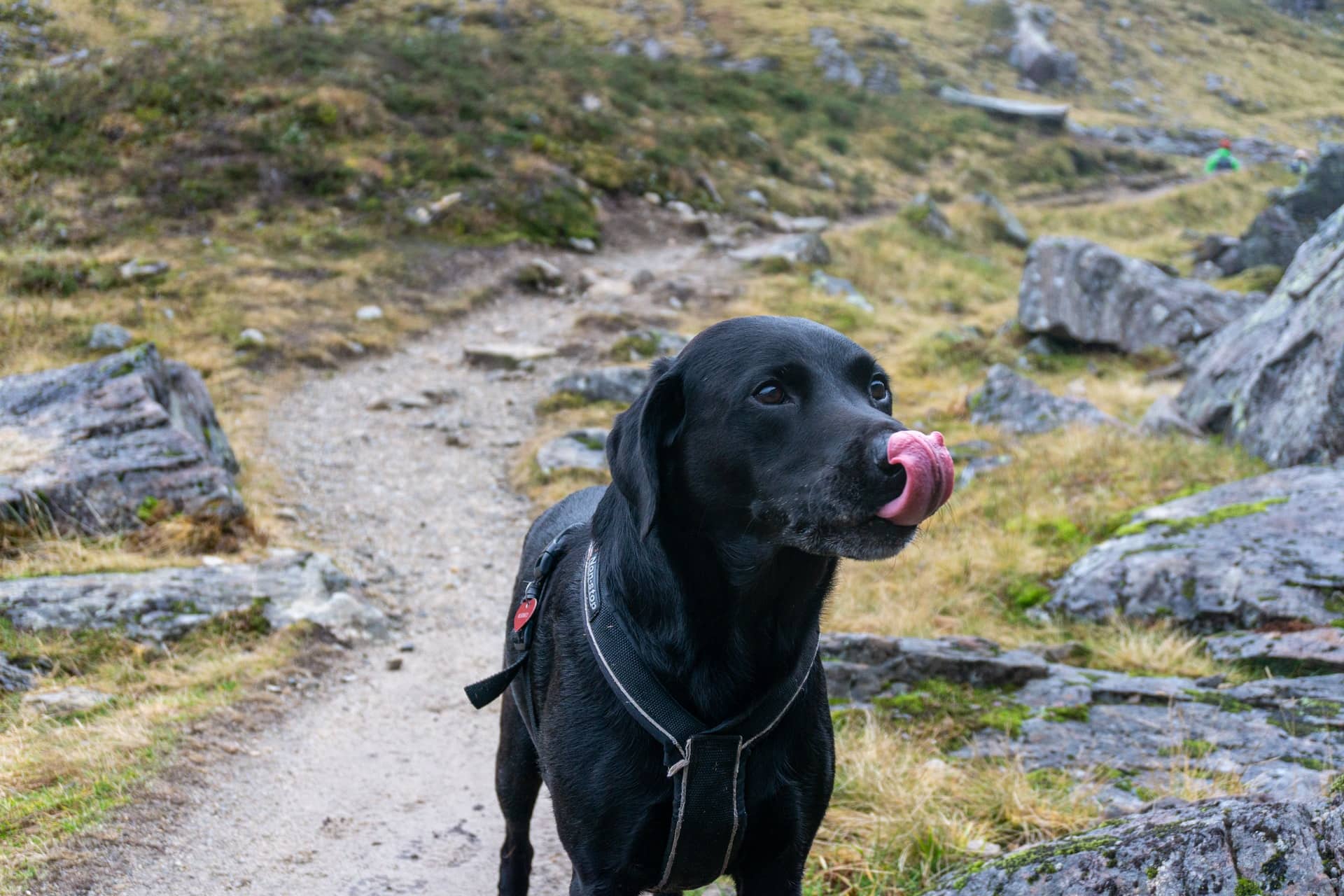 honden adem stinkt