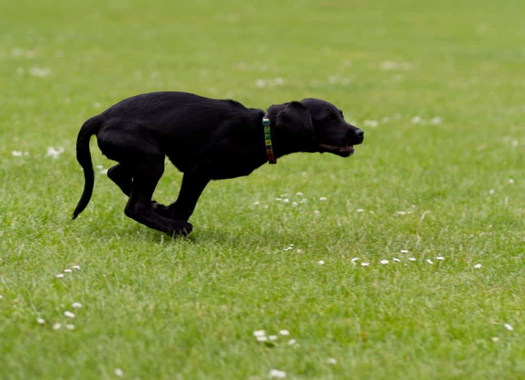 springador pup