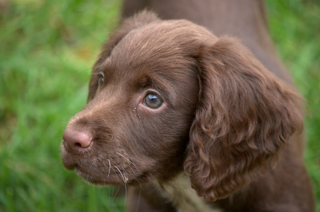 sprocker pup