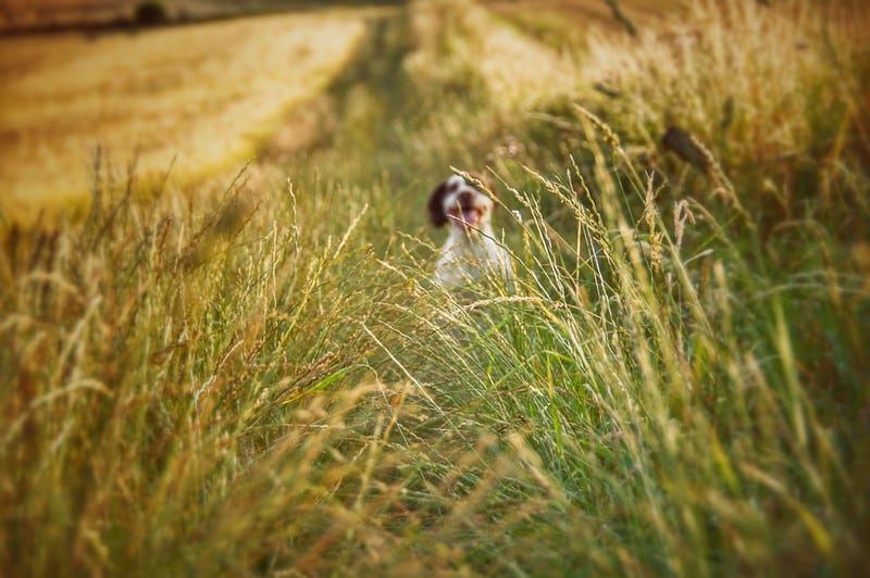 sprocker spaniel