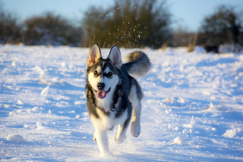 tamaskan pup