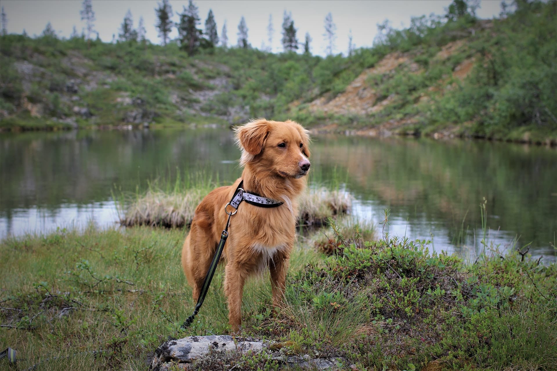 Nova Scotia Duck Tolling Retriever - Alles over honden