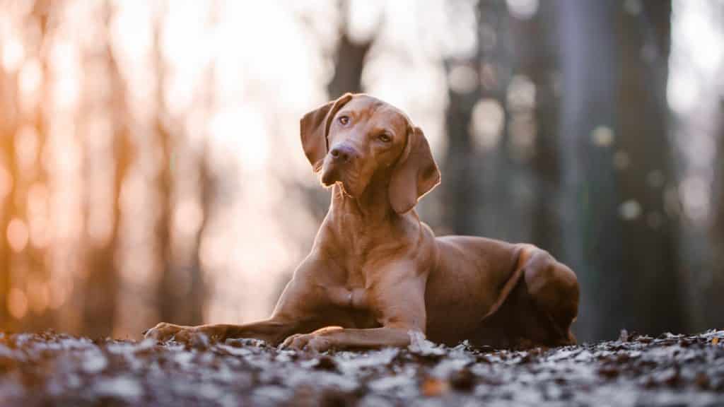 vizsla