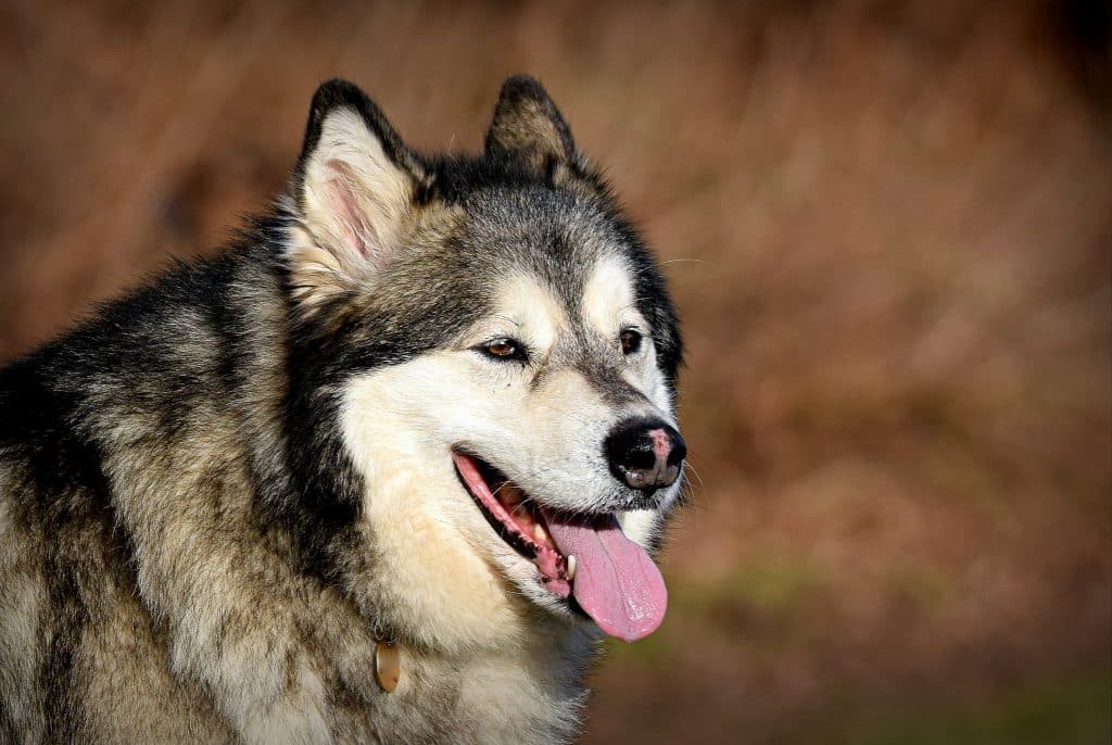 Alaskan Malamute