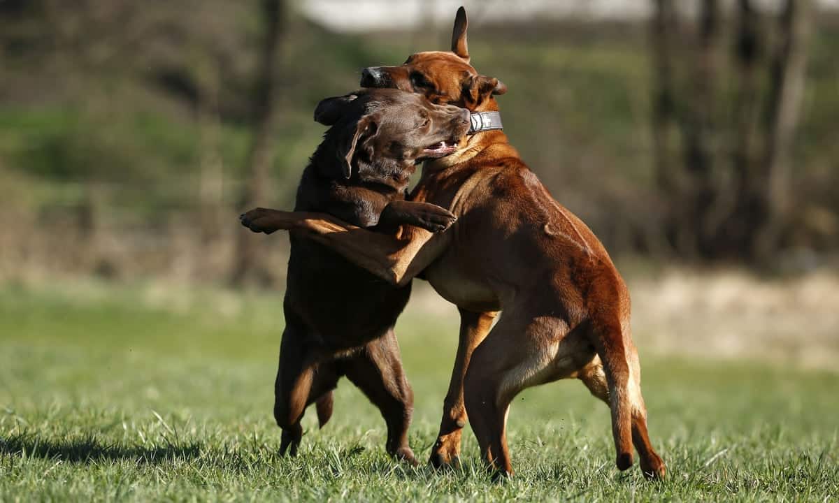 honden gevecht