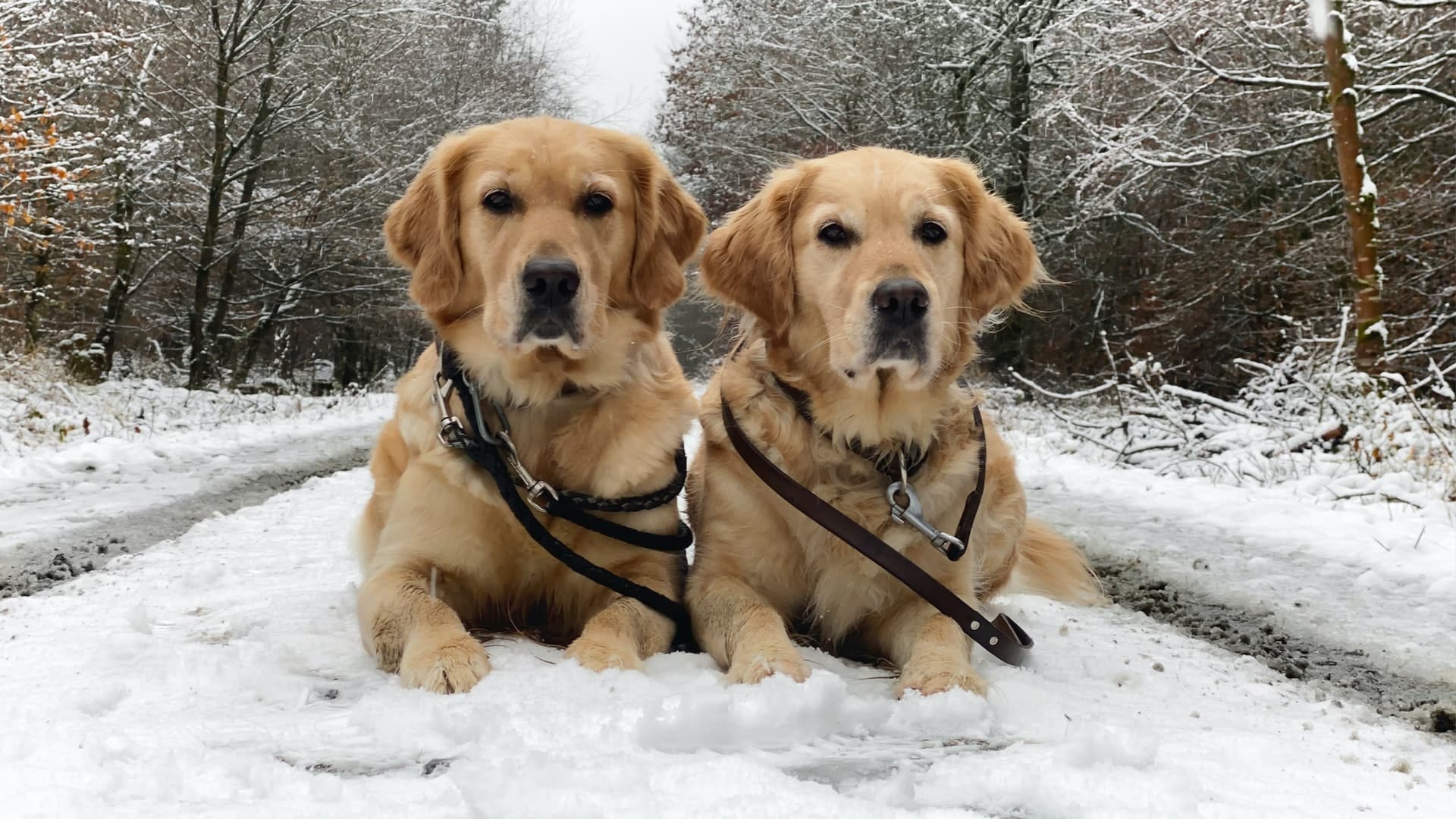 vlooien in de winter