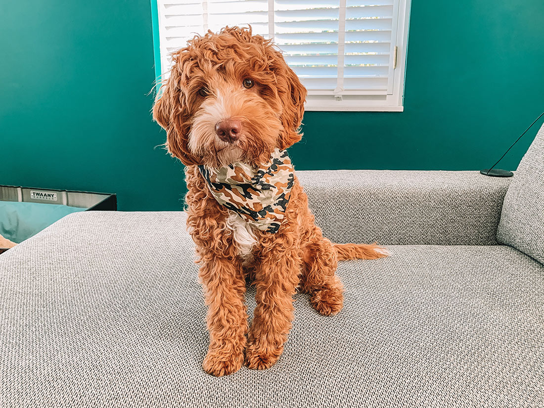 Ben depressief Verslagen fluiten 5x leuke accessoires voor jouw hond - Alles over honden