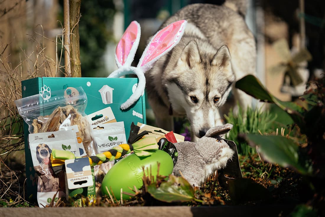 Odysseus Dialoog Nationaal volkslied De Snuffelbox Paasbox getest! - Alles over honden