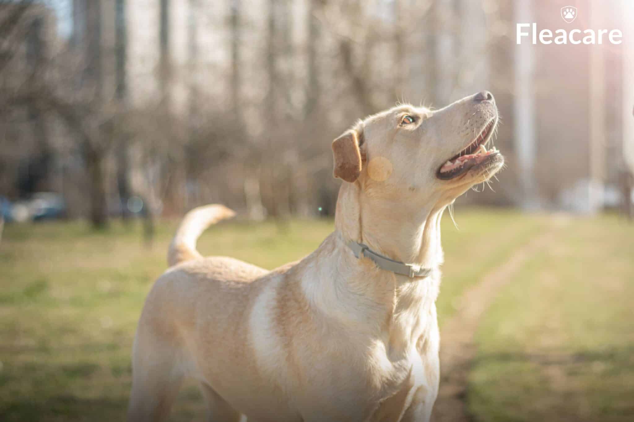 fleacare labrador