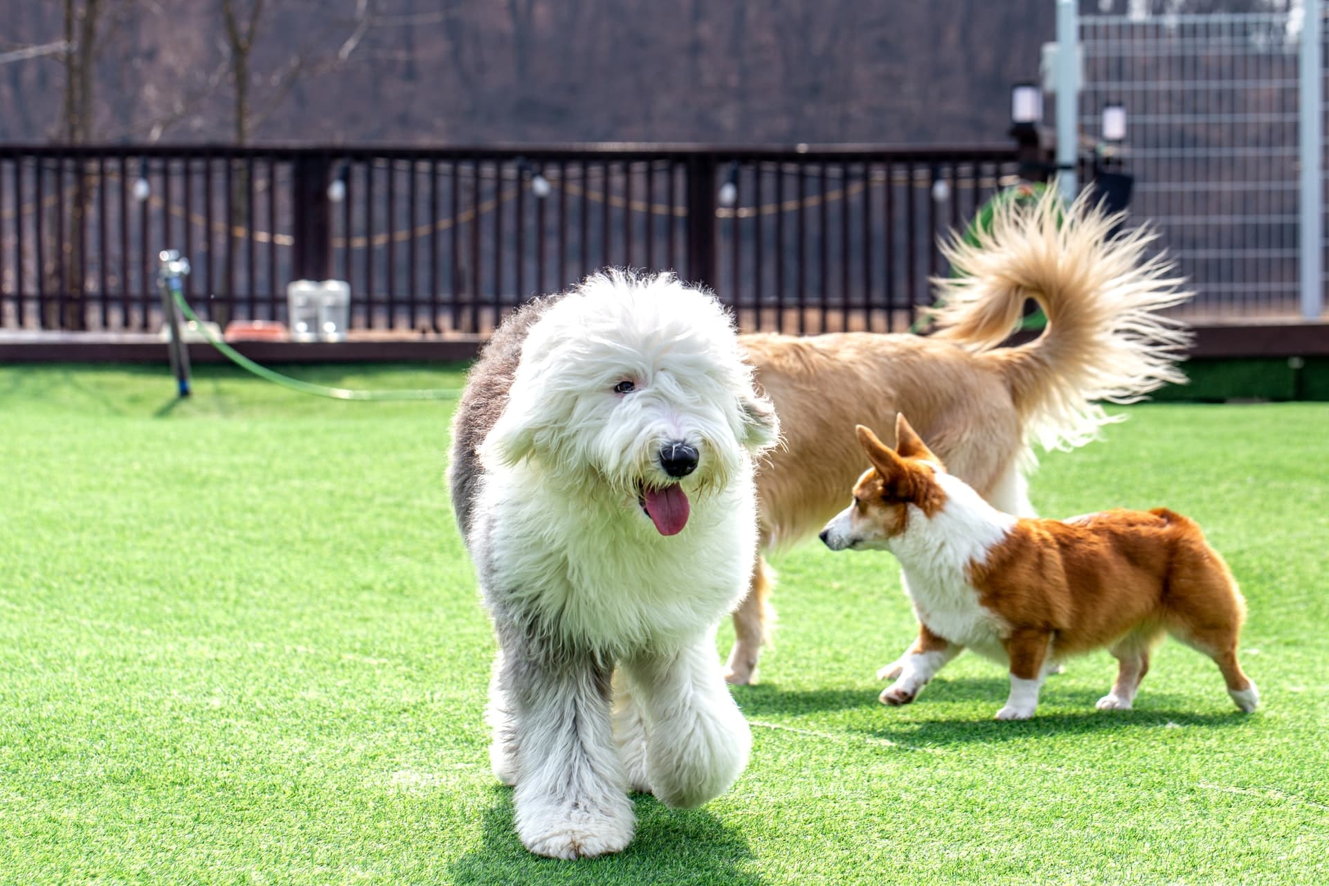 honden commandos