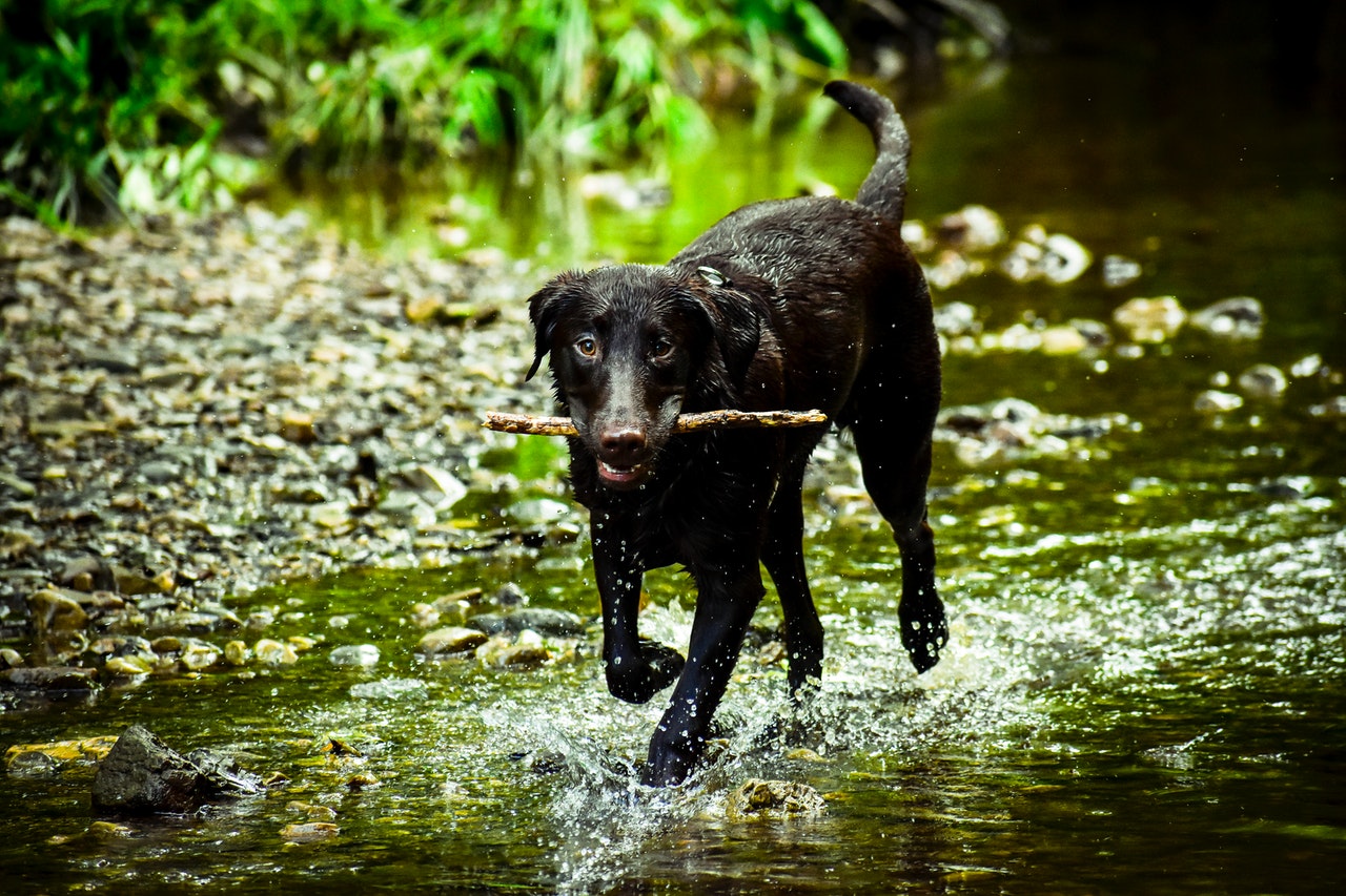 waterblazer hond