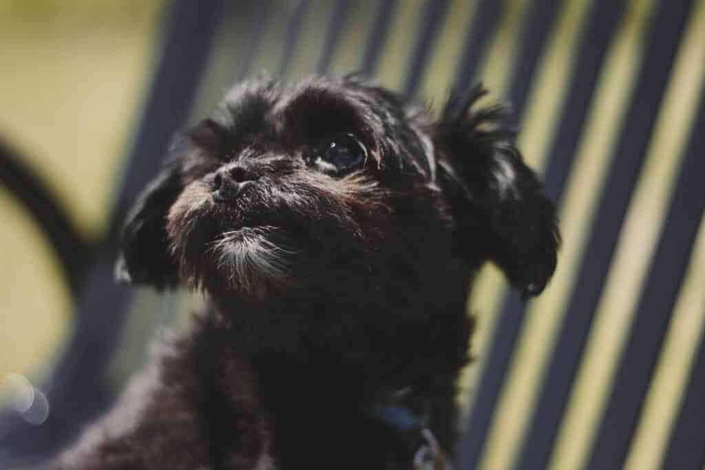 Affenpinscher