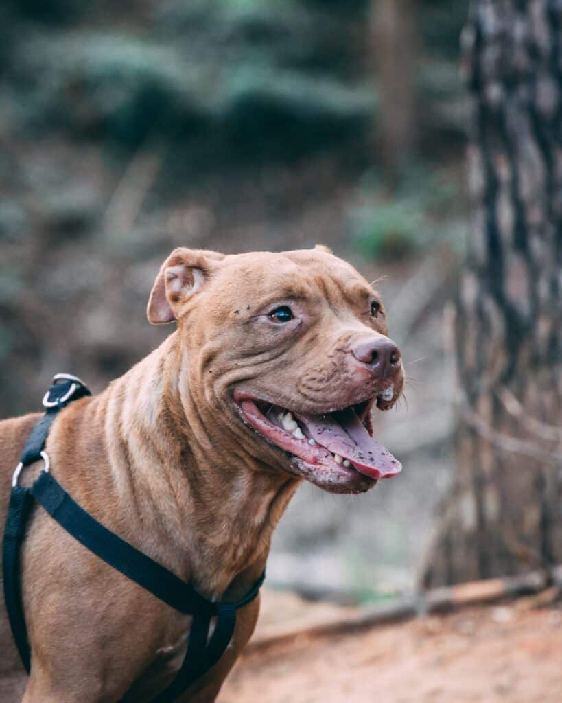 Amerikaanse Bulldog hond