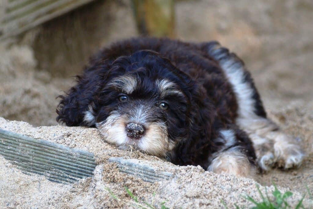 Aussiedoodle