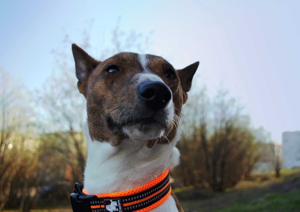 Basenji