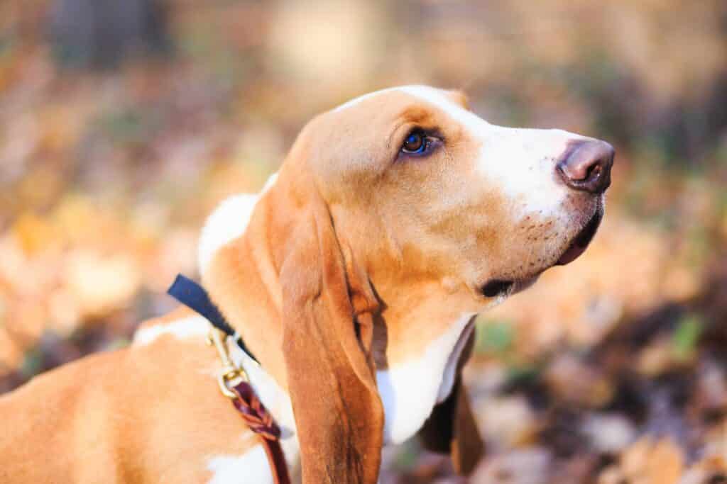 Basset fauve de Bretagne