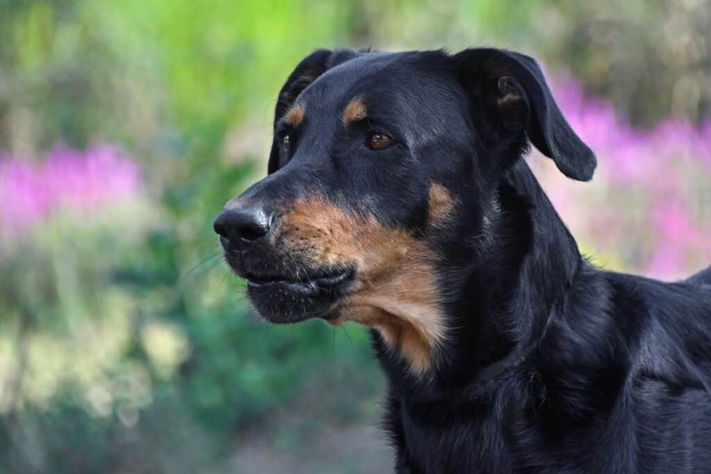 Beauceron