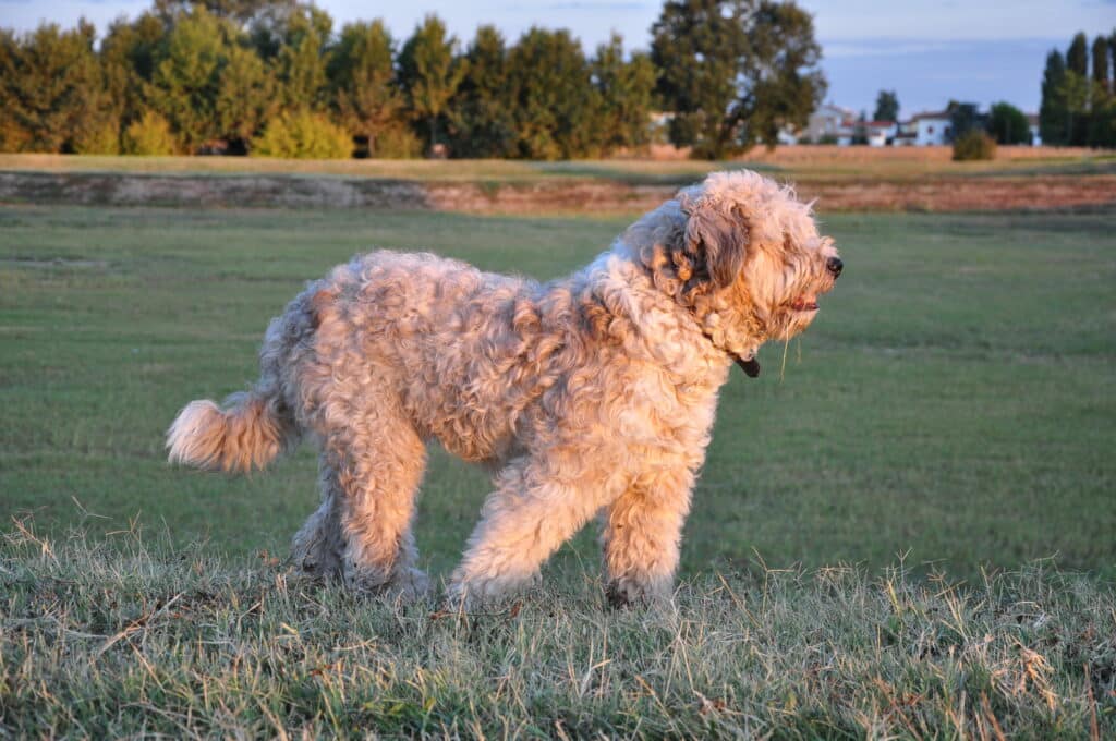 Bergamasco