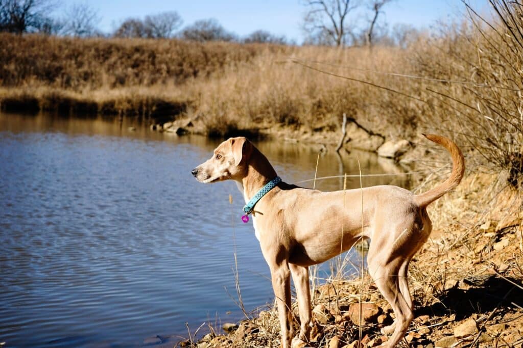 Blue Lacy