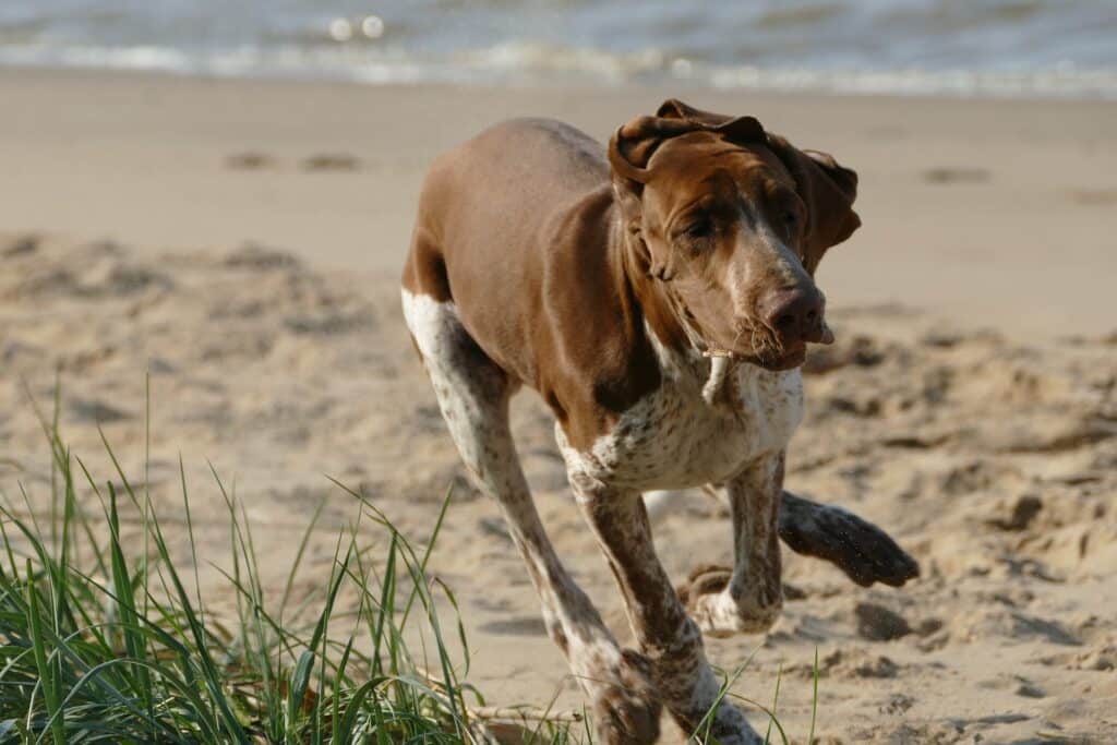 Bracco Italiano