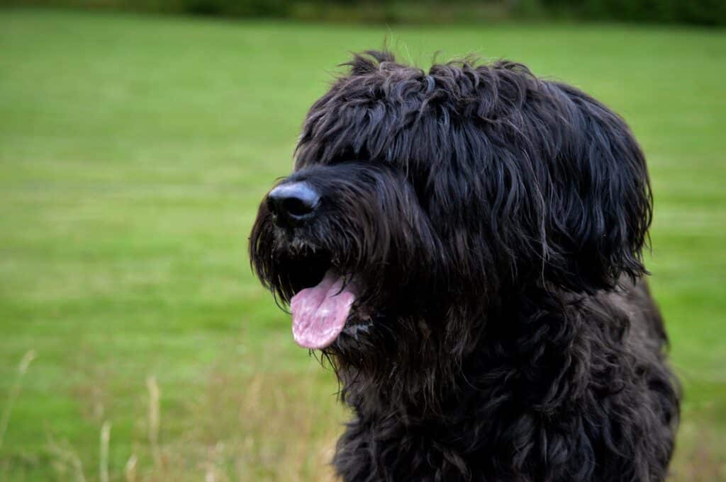 Briard