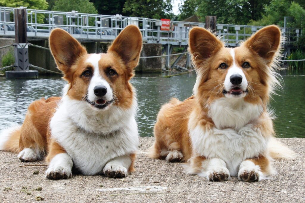 Cardigan Welsh Corgi