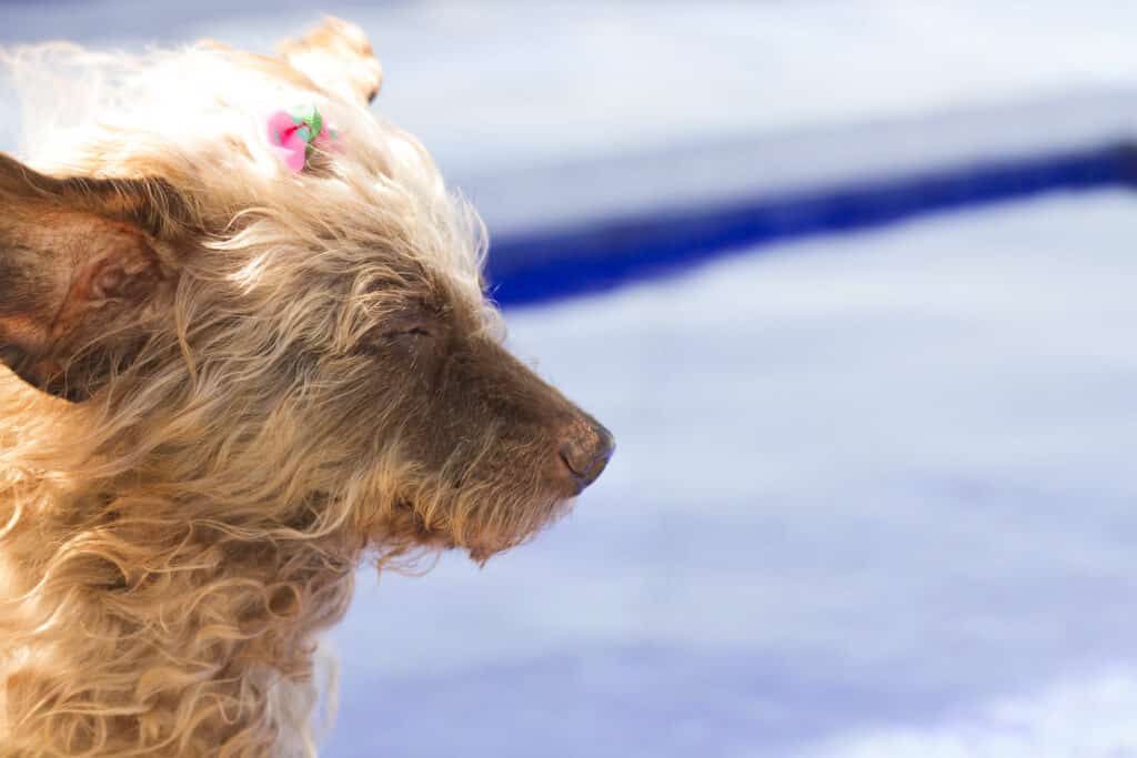 Dandie Dinmont Terrier