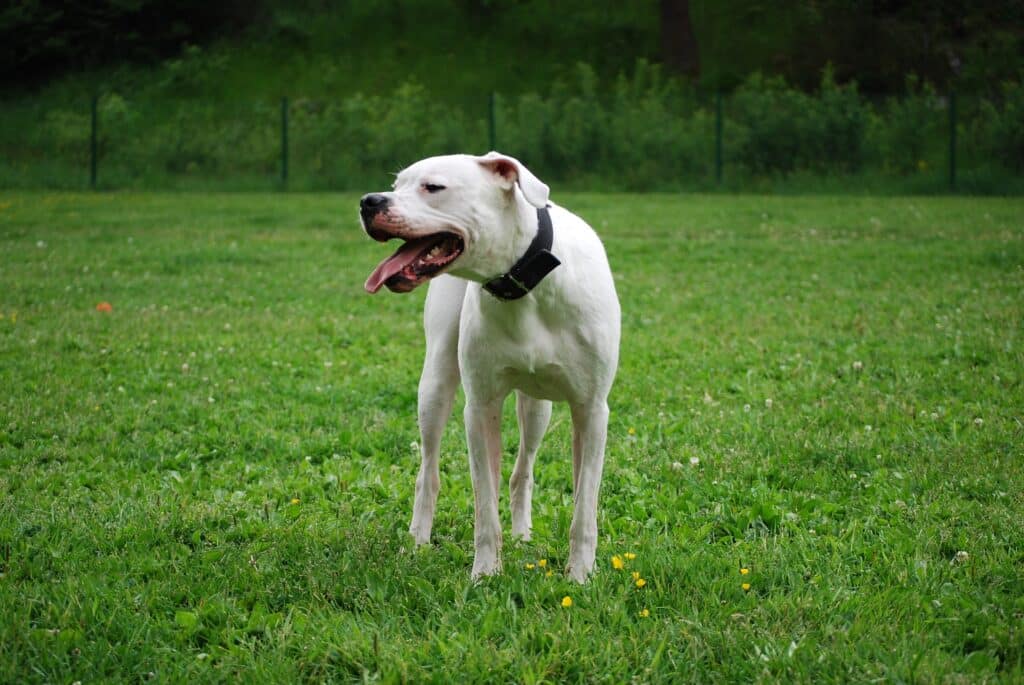 Dogo Argentino