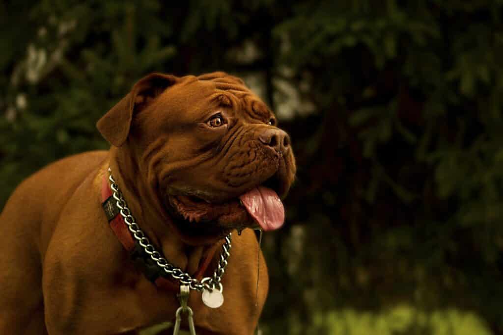 Dogue de Bordeaux