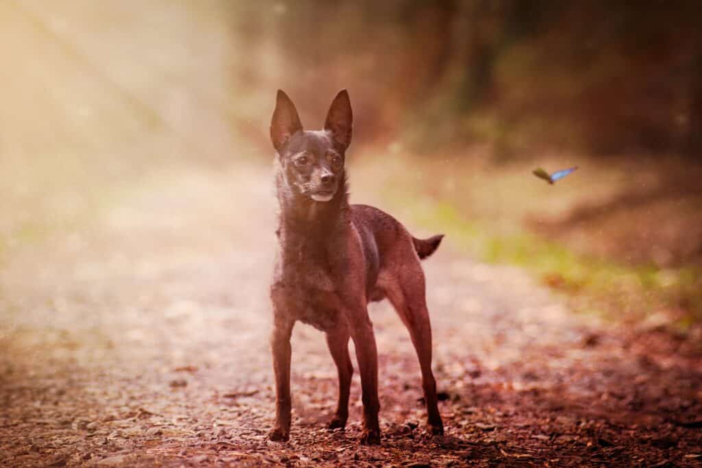 Dwergpinscher