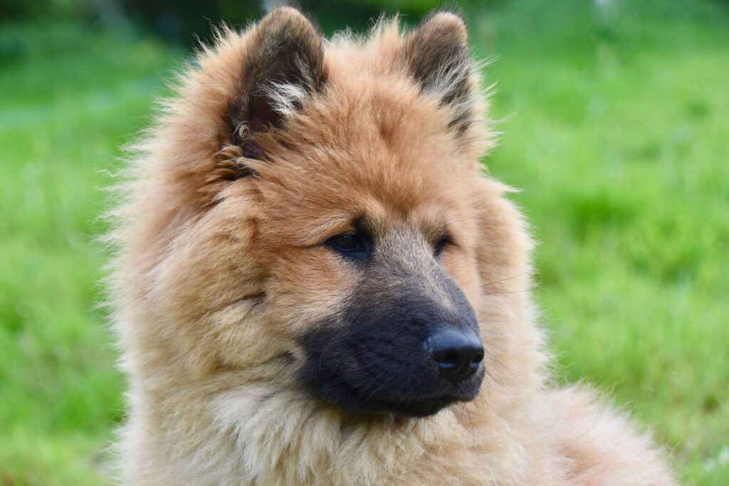 Eurasier