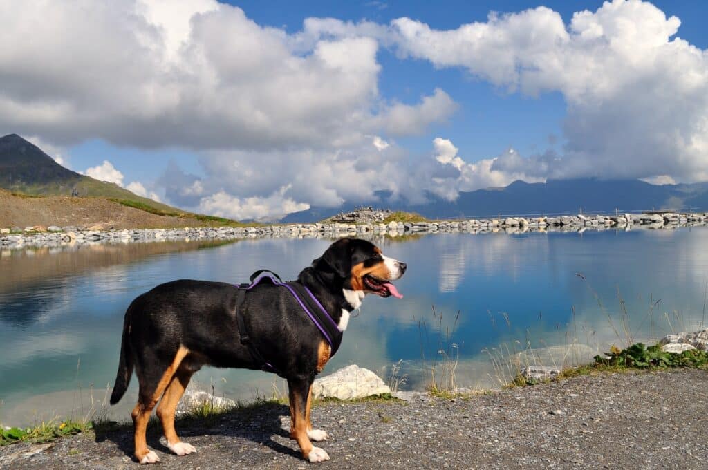 Grote Zwitserse Sennenhond