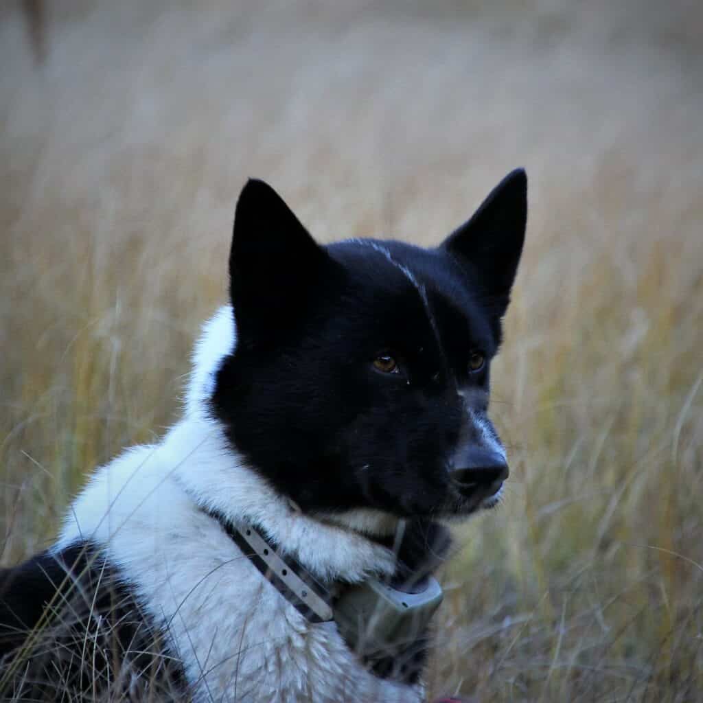 Karelische berenhond