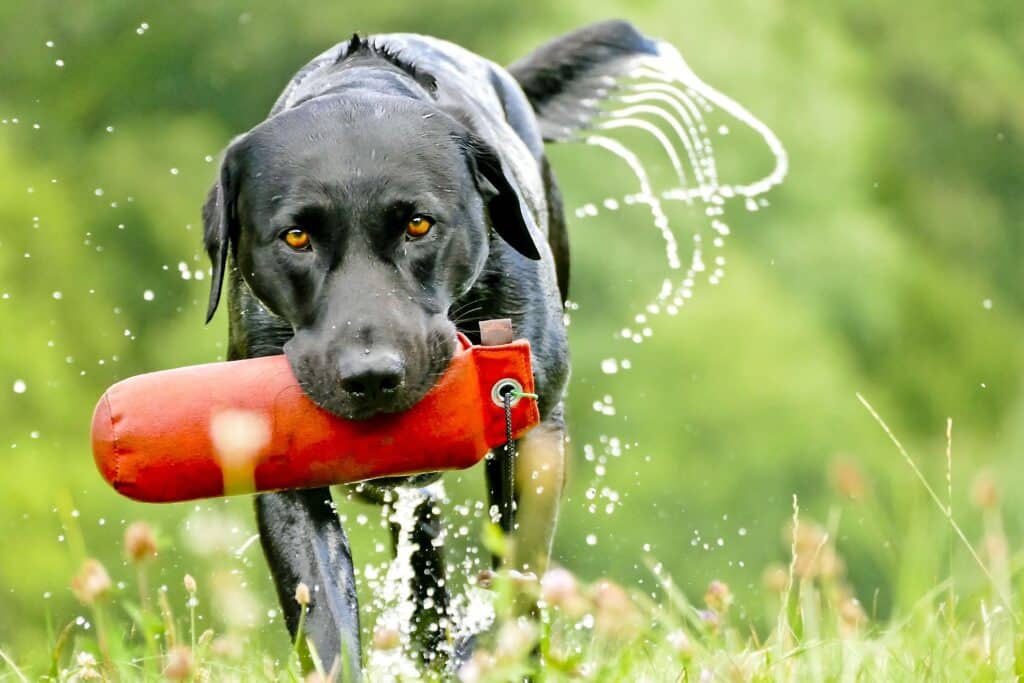 Labrador retriever