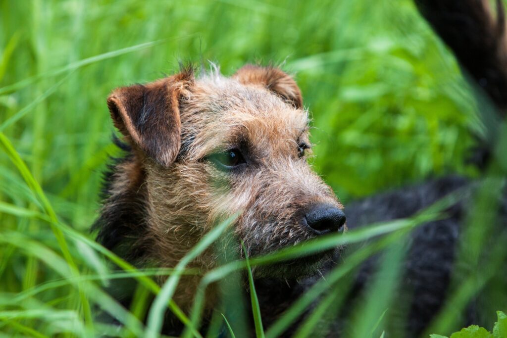 Lakeland Terrier